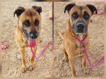NACHO -  Rhodesian Ridgeback and Mixed Breed Dog for Adoption in Albuquerque, New Mexico - NACHO | PetCurious