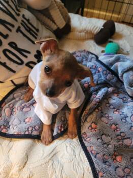 Terrier and Mixed Breed Dogs Available for Adoption in Ellijay, Georgia - Beep-Beep | PetCurious