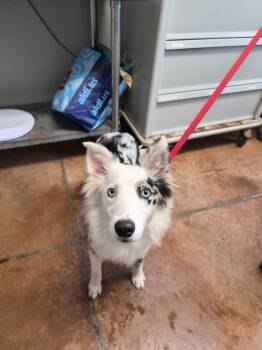 Casper -  Australian Shepherd Dog for Adoption in Bolivar, Missouri - Casper | PetCurious