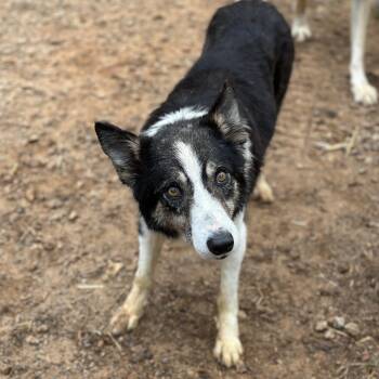 Australian Shepherd and Border Collie Dogs Available for Adoption in Columbia, South Carolina - Jack Johnson | PetCurious