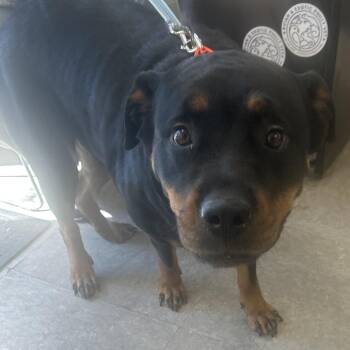 Rottweiler Dogs Available for Adoption - Candy | PetCurious