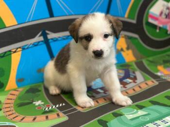 Collie and Anatolian Shepherd Dogs Available for Adoption - Hattie | PetCurious