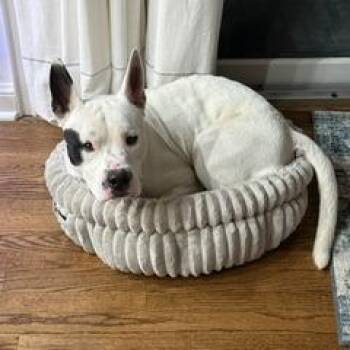 Topsail -  Pit Bull Terrier Dog for Adoption in Riverwoods, Illinois - Topsail | PetCurious