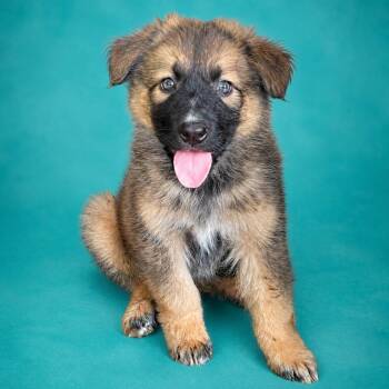 Thor -  Husky and Australian Shepherd Dog for Adoption in Heber Springs, Arkansas - Thor | PetCurious