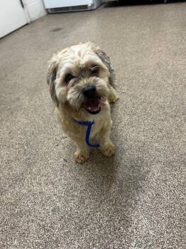 Austin -  Yorkshire Terrier Dog for Adoption in Fruit Heights, Utah - Austin | PetCurious