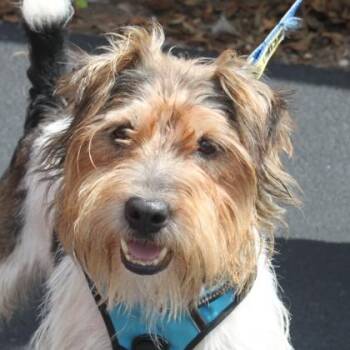 Harris -  Parson Russell Terrier and Mixed Breed Dog for Adoption in Elk Grove Village, Illinois - Harris | PetCurious