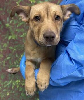 Shepherd and Mixed Breed Dogs Available for Adoption - Tim O. Thee | PetCurious