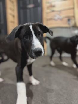 Black Labrador Retriever and Border Collie Dogs Available for Adoption - South | PetCurious