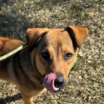 Auggie (20260915-09) -  Mixed Breed Dog for Adoption in Niagara Falls, Ontario - Auggie (20260915-09) | PetCurious