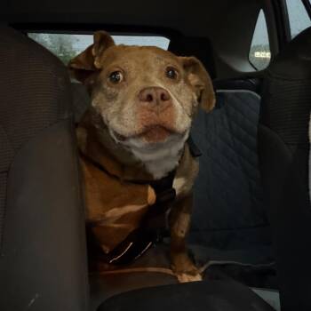 Molly Polly -  Mixed Breed Dog for Adoption in West Chester, Pennsylvania - Molly Polly | PetCurious