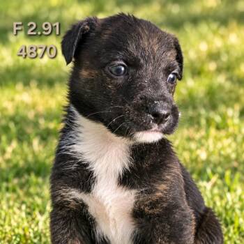 Queenie -  Border Collie Dog for Adoption in Klamath Falls, Oregon - Queenie | PetCurious