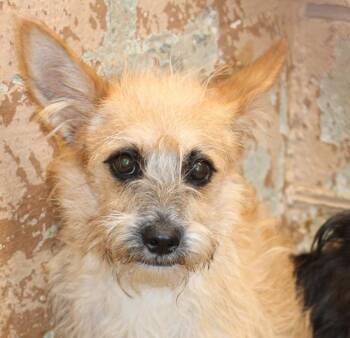 Baby  Bella -  Yorkshire Terrier and Cairn Terrier Dog for Adoption in Thompson Falls, Montana - Baby  Bella | PetCurious