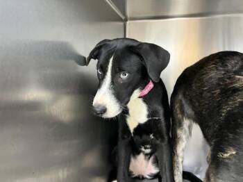 Molly -  Siberian Husky and Australian Cattle Dog Blue Heeler Dog for Adoption in Sioux City, Iowa - Molly | PetCurious