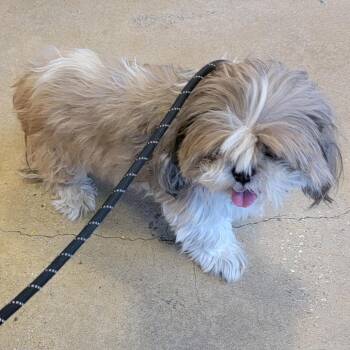 Buttermilk -  Shih Tzu Dog for Adoption in Baltimore, Maryland - Buttermilk | PetCurious