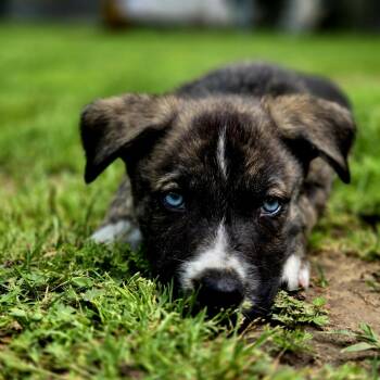 Husky Dogs Available for Adoption in Mansfield, Texas - Buttercup | PetCurious