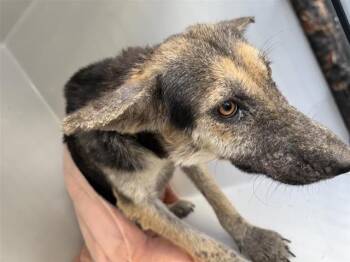 Rescue German Shepherd Dog Dogs for Adoption in Houston, Texas - A644430 | PetCurious