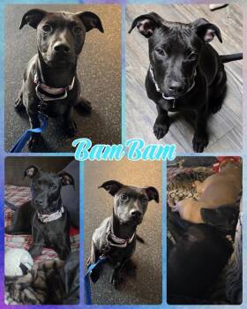 Rescue Mixed Breed Dogs for Adoption in Lancaster, New York - Bam Bam | PetCurious