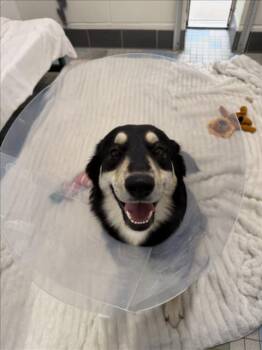MORTICIA -  German Shepherd Dog and Siberian Husky Dog for Adoption in Loveland, Colorado - MORTICIA | PetCurious
