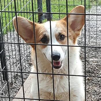 Corgnelius Jack -  Corgi Dog for Adoption in Ada, Minnesota - Corgnelius Jack | PetCurious