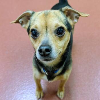 Chihuahua Dogs Available for Adoption - Stan | PetCurious