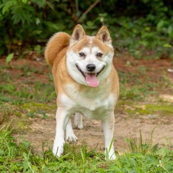 Ruby -  Shiba Inu Dog for Adoption in Wilmington, Delaware - Ruby | PetCurious