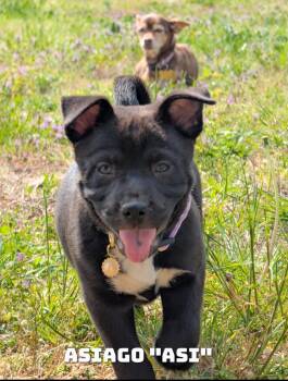 Mixed Breed Dogs Available for Adoption - Asiago “Asi” | PetCurious