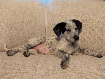 Hound Dogs Available for Adoption in Minneapolis, Minnesota - Spencer | PetCurious