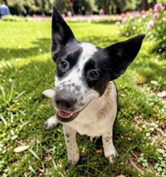 Border Collie Dogs Available for Adoption in Austin, Texas - Lamb | PetCurious