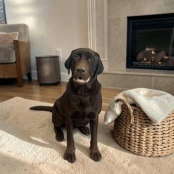 Chocolate Labrador Retriever Dogs Available for Adoption in Fort Worth, Texas - Ranger | PetCurious