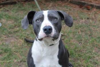 American Bulldog and Mixed Breed Dogs Available for Adoption in Brunswick, Georgia - Bentley | PetCurious