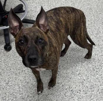 Umber -  Pit Bull Terrier and Mixed Breed Dog for Adoption in Kansas City, Missouri - Umber | PetCurious