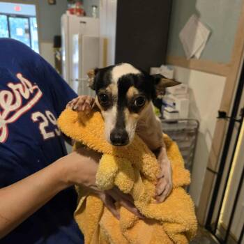 Rescue Rat Terrier Dogs for Adoption in Mansfield, Texas - Phoebe | PetCurious