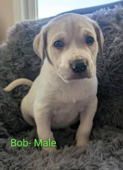 Bob -  Great Pyrenees Dog for Adoption in Cheektowaga, New York - Bob | PetCurious