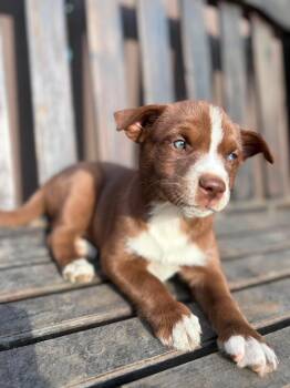 Birdie -  Jack Russell Terrier Dog for Adoption in Lodi, California - Birdie | PetCurious