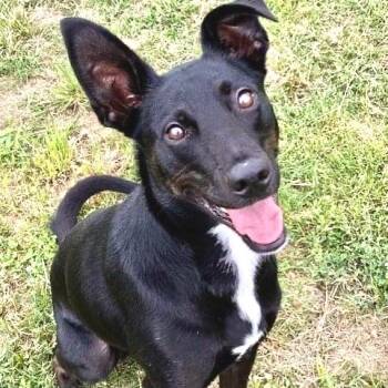 Rescue Mixed Breed and German Shepherd Dog Dogs for Adoption in Tunica, Mississippi - Iris | PetCurious