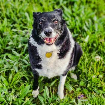 Border Collie and Australian Cattle Dog Blue Heeler Dogs Available for Adoption in Spokane, Washington - Sweet Pea | PetCurious