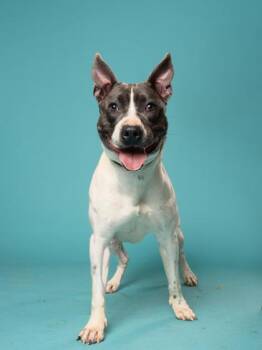 Mixed Breed Dogs Available for Adoption - Hampton | PetCurious