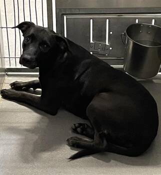 Rescue Labrador Retriever and Mixed Breed Dogs for Adoption in Modesto, California - A603618 | PetCurious