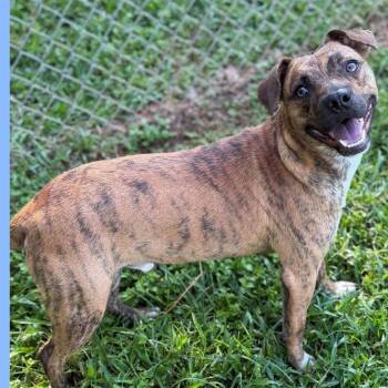 Woody -  Mixed Breed Dog for Adoption - Woody | PetCurious