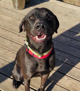 Labrador Retriever Dogs Available for Adoption - Kalvin | PetCurious