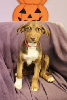Meredith in NH. Come Meet our Adoptable Dogs Wednesday-Saturday. -  Australian Shepherd Dog for Adoption in Manchester, New Hampshire - Meredith In NH. Come Meet Our Adoptable Dogs Wednesday-Saturday. | PetCurious