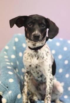 Rat Terrier Dogs Available for Adoption in Manchester, New Hampshire - Khloe In NH! Come Meet Our Adoptable Dogs Wednesday-Saturday. Mo | PetCurious