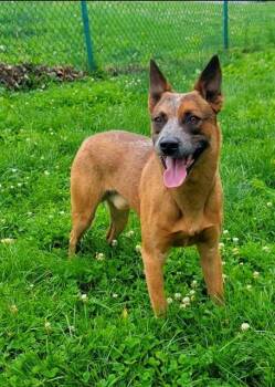 ROOSTER -  Australian Cattle Dog Blue Heeler Dog Available for Adoption in St. Peters, Missouri - ROOSTER | PetCurious