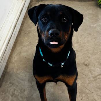 Rescue Rottweiler Dogs for Adoption in Clarksdale, Mississippi - June | PetCurious