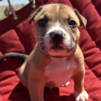 Meatloaf -  American Bulldog and German Shepherd Dog Dog for Adoption in Benton City, Washington - Meatloaf | PetCurious