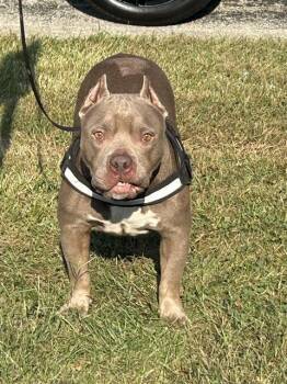 OLIVIA -  Staffordshire Bull Terrier and Mixed Breed Dog for Adoption in Indianapolis, Indiana - OLIVIA | PetCurious