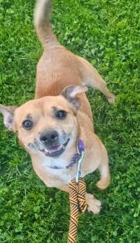 Rescue Jack Russell Terrier and Chihuahua Dogs for Adoption in Greensburg, Pennsylvania - Brian | PetCurious