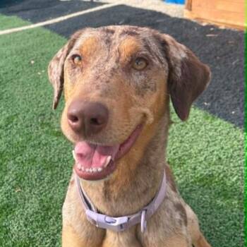 Cleopatra -  Catahoula Leopard Dog and Golden Retriever Dog for Adoption in Cheyenne, Wyoming - Cleopatra | PetCurious