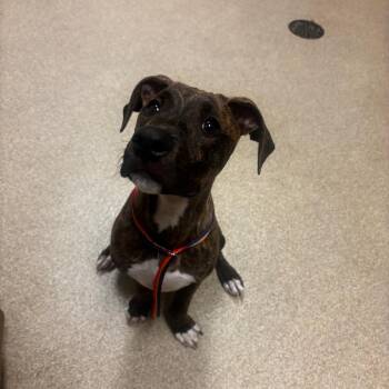 Monty -  Pit Bull Terrier Dog for Adoption in Bristol, Indiana - Monty | PetCurious