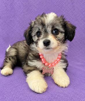 Lemon -  Poodle Dog for Adoption in Lodi, California - Lemon | PetCurious